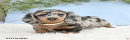 Miniature Dachshund dogs for sale: Tash - Ad 4