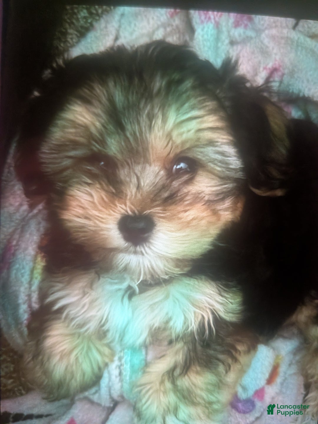 Mixed Breed dogs for sale: Morkipoo Wisper  - Ad 1