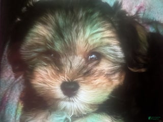 Mixed Breed dogs Morkipoo Wisper - Ad 11