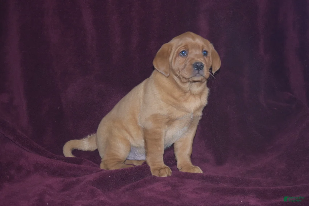 Labrador Retriever dogs for sale: Labrador Retriever Puppy 5 - Ad 2
