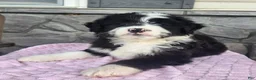 Mini Aussiedoodle dogs for sale: Chloe  - Ad 5