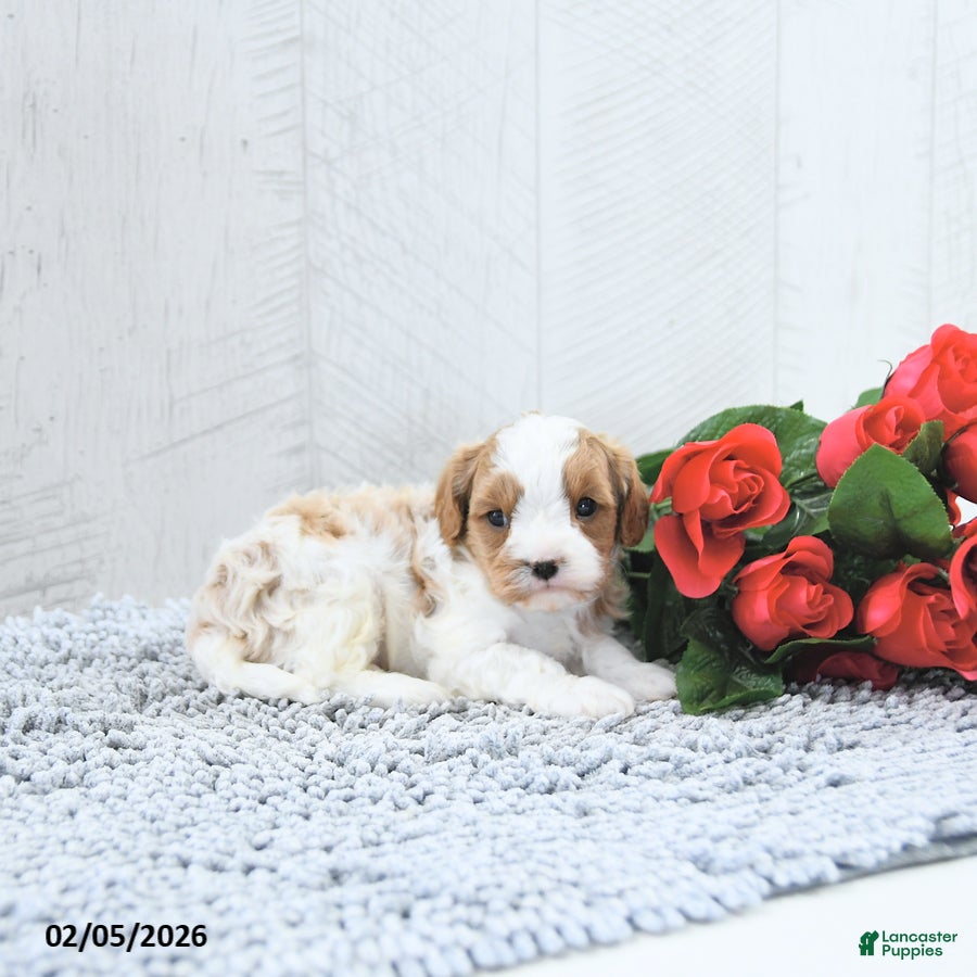 Cavapoo dogs Macho - Ad 2