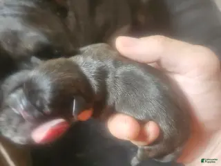Frug dogs Frug 4 - Ad 13