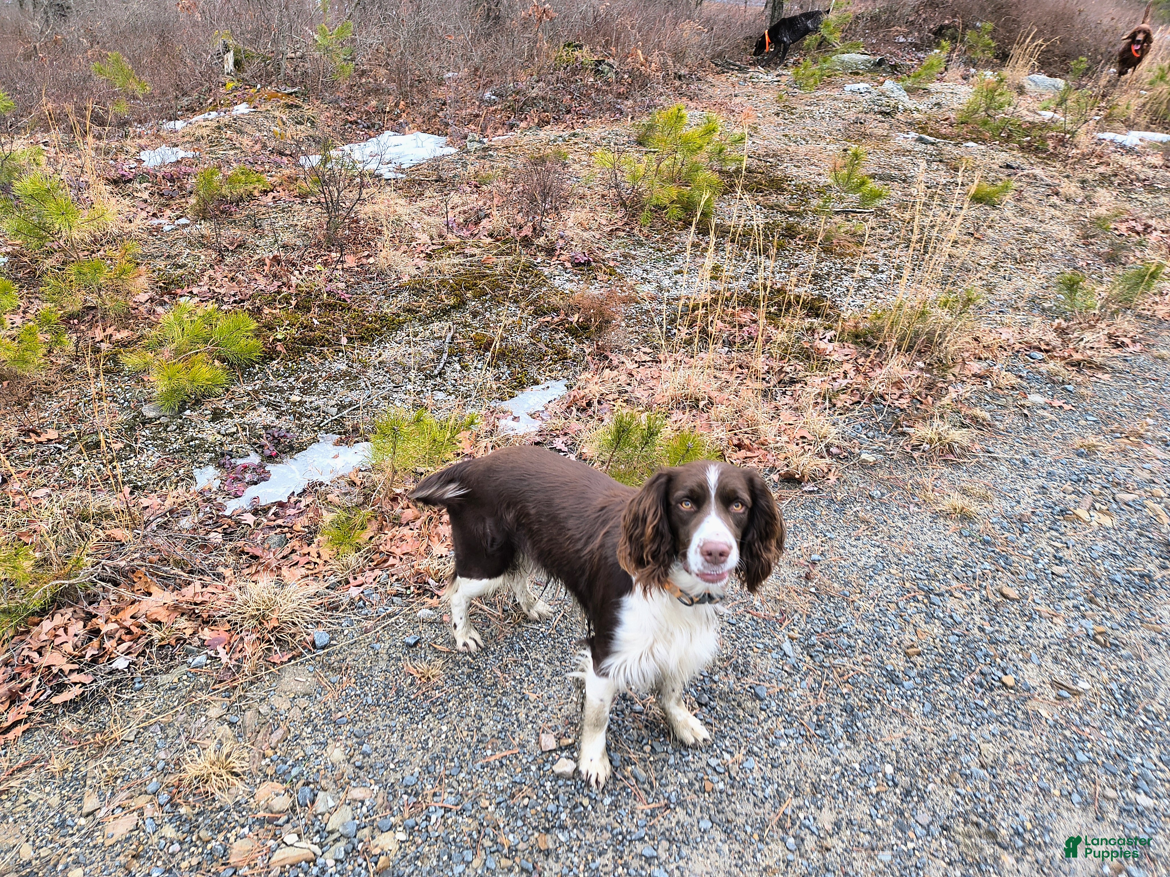 English Springer Spaniel dogs Zeke English Springer  - Ad 1