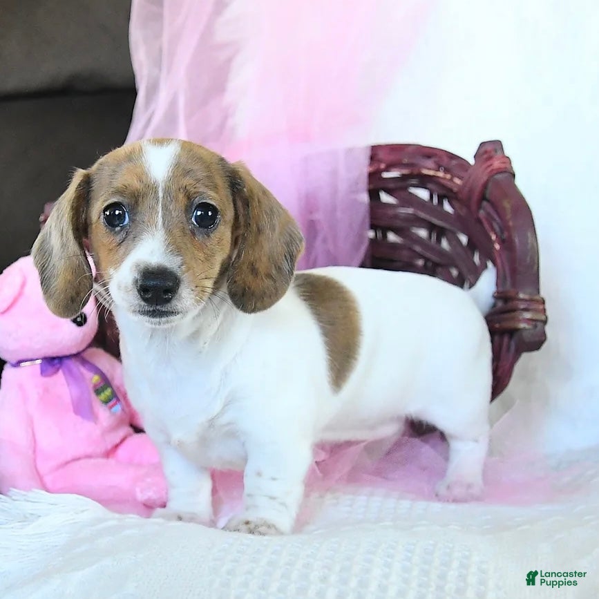 Dachshund dogs Laken - Ad 42