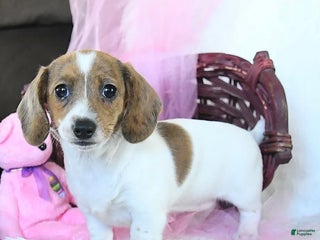 Dachshund dogs Laken - Ad 18