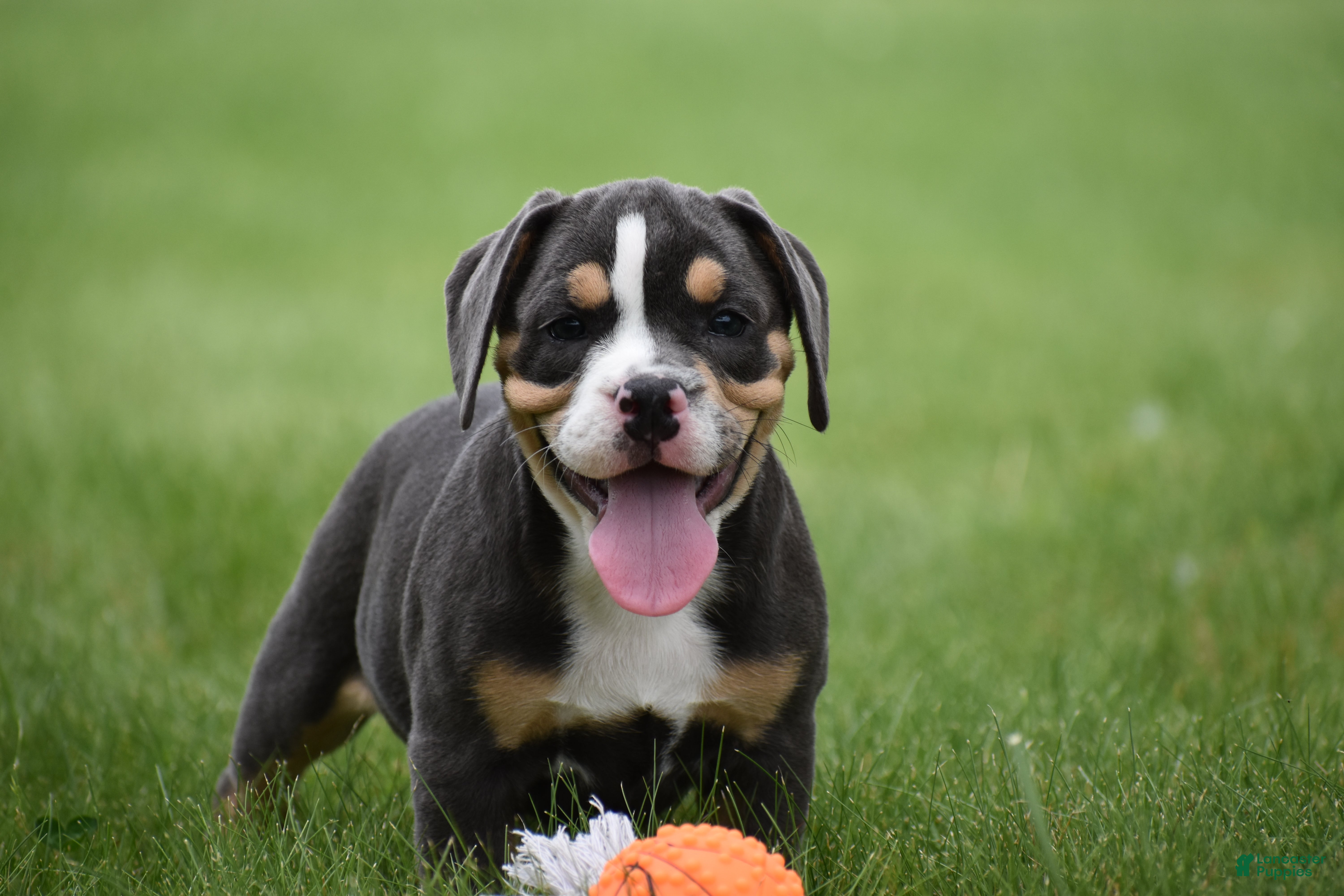 Beabull dogs Blossom - Ad 1
