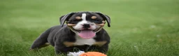 Beabull dogs for sale: Blossom - Ad 1