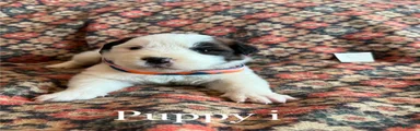 Saint Bernard Puppy 7