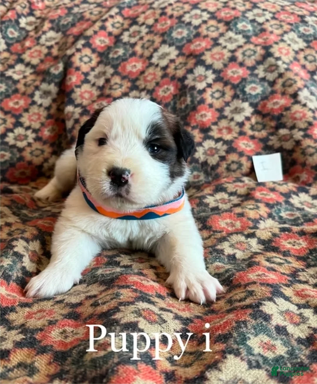 Saint Bernard dogs for sale: Saint Bernard Puppy 7 - Ad 1
