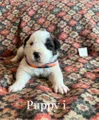 Saint Bernard Puppy 7