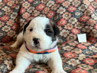 Saint Bernard dogs Saint Bernard Puppy 7 - Ad 38