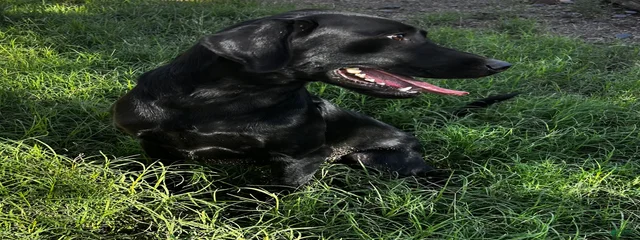 Nitro