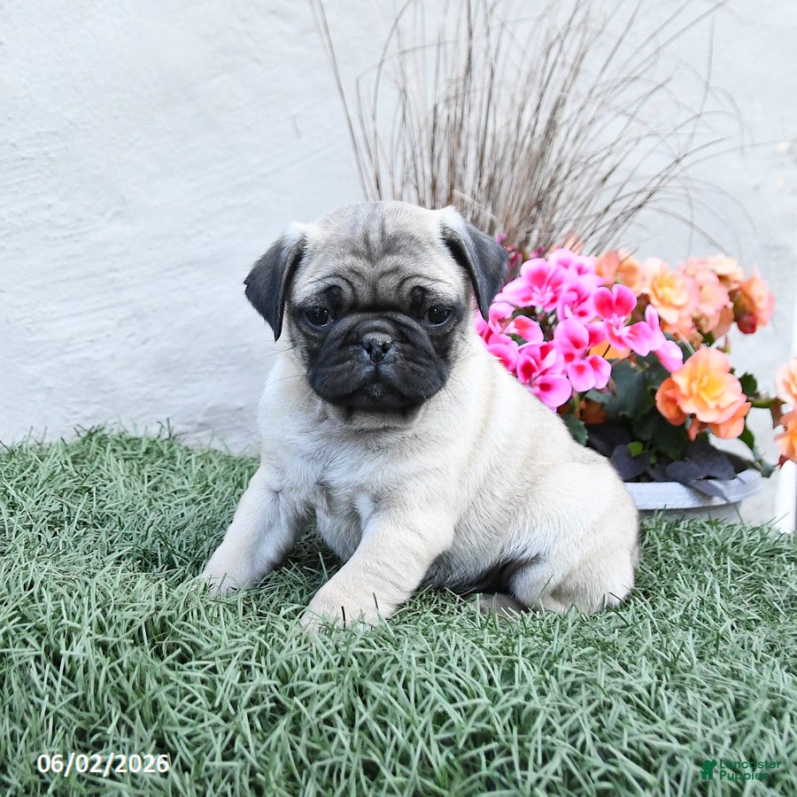 Pug dogs for sale: Pokey - Ad 2