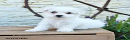 Mixed Breed dogs for sale: Olivia - Ad 4
