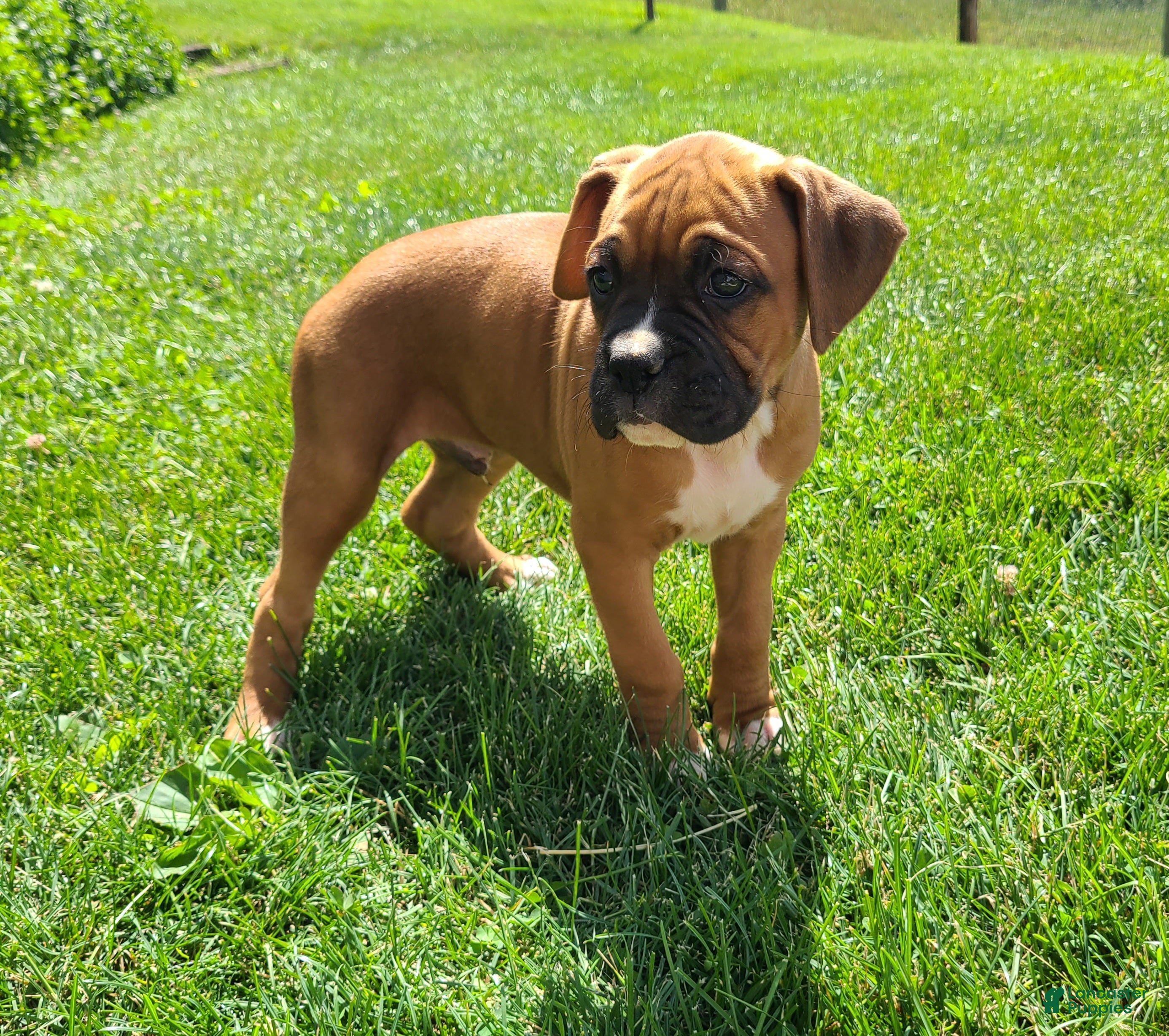Boxer dogs Rover - Ad 2