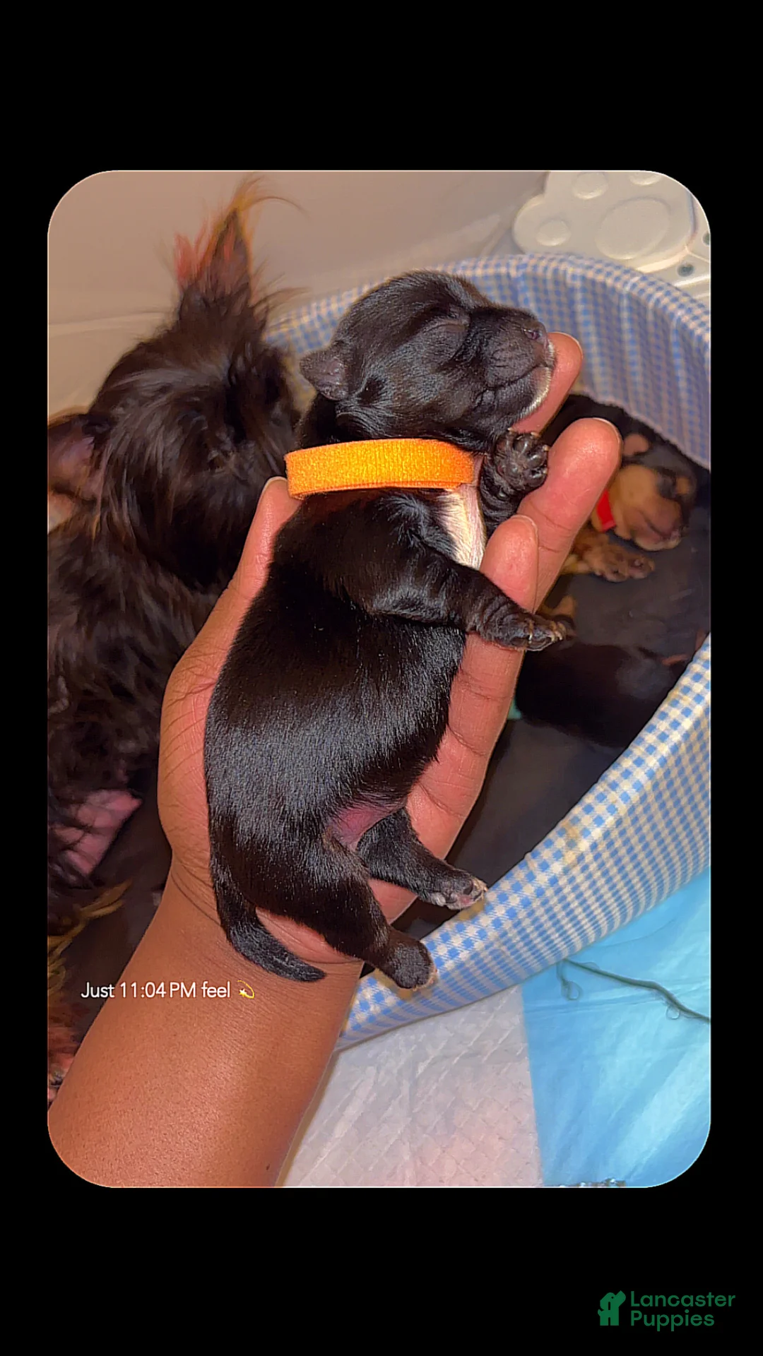 Yorkshire Terrier dogs for sale: Yorkshire Terrier Puppy 1 - Ad 1