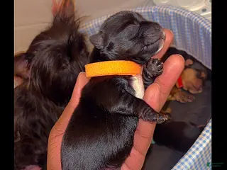 Yorkshire Terrier dogs Yorkshire Terrier Puppy 1 - Ad 18