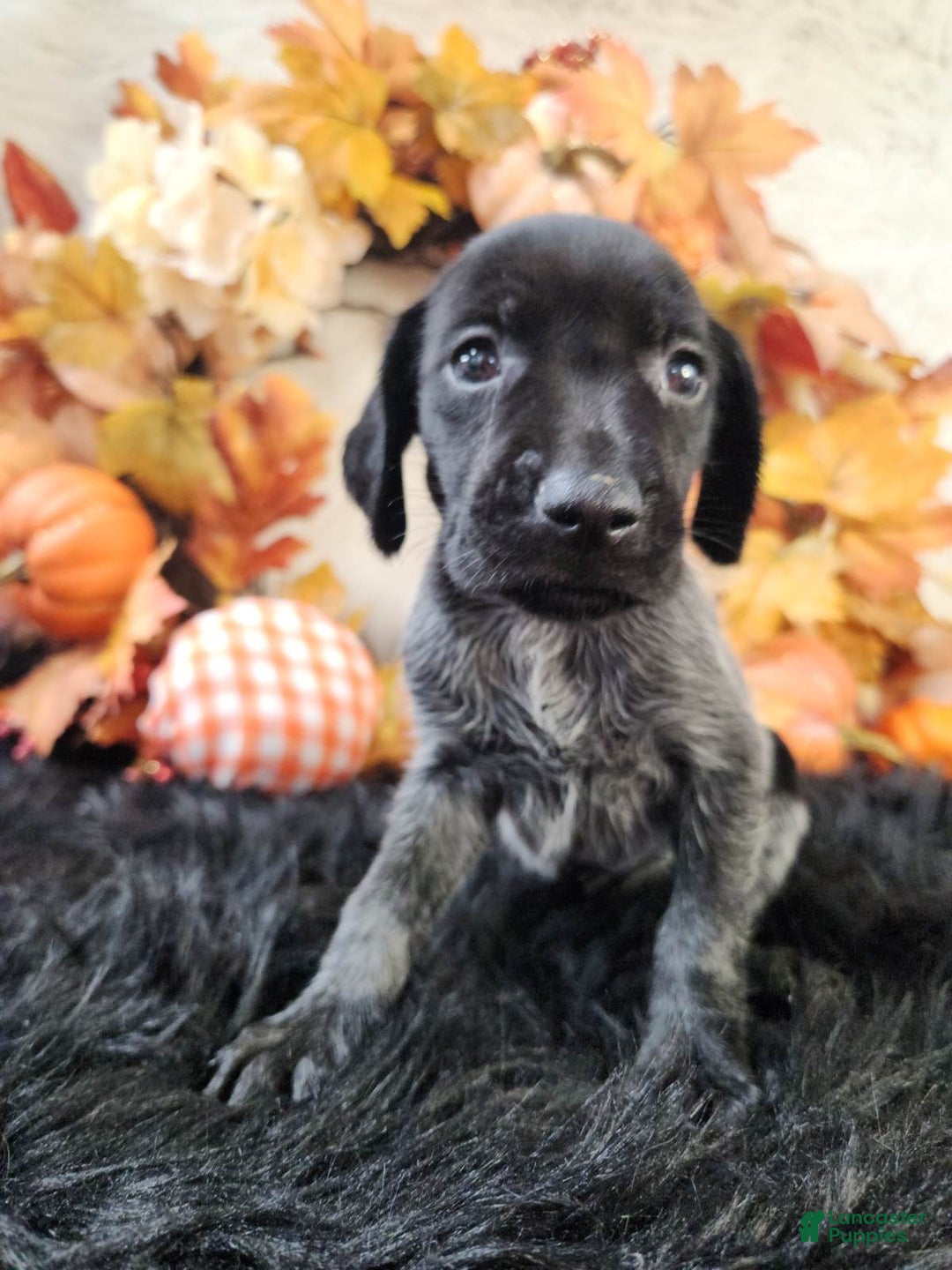 German Shorthaired Pointer dogs for sale: German Shorthaired Pointer litter of 3 puppies - Ad 6