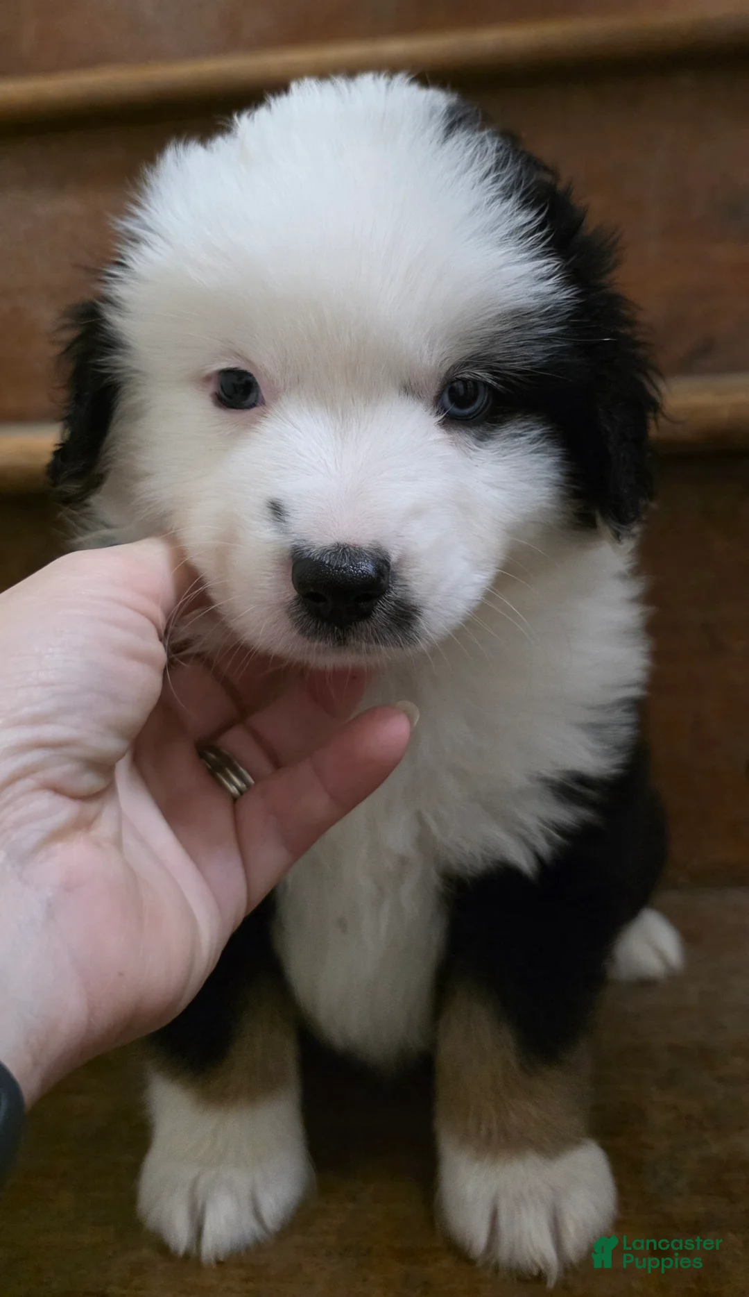 Miniature Australian Shepherd dogs for sale: Teddy - Ad 2