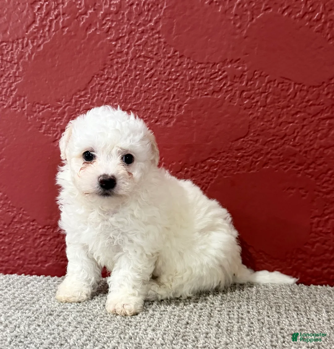 Teddy Bear dogs for sale: Judah - Ad 3