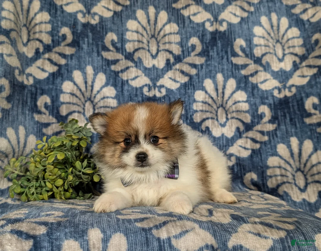 Pomeranian dogs for sale: Milo - Ad 6