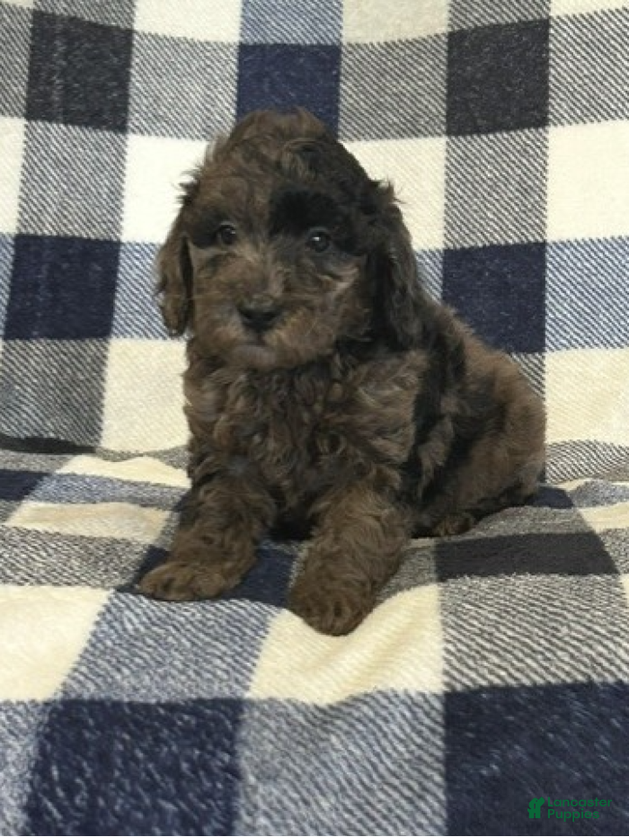 Miniature Poodle dogs for sale: Blue Moon - Ad 2