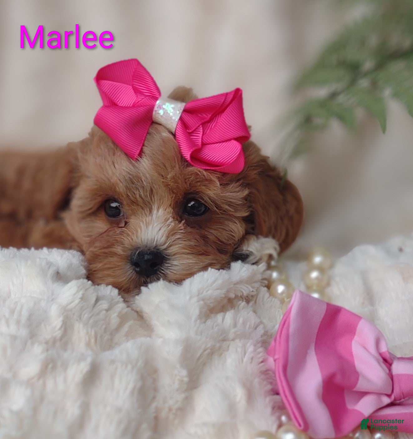 Shihpoo dogs Shihpoo Puppy 7 Marlee - Ad 2