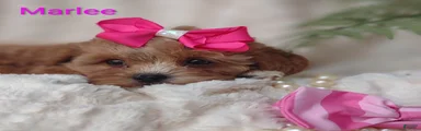 Shihpoo Puppy 7 Marlee