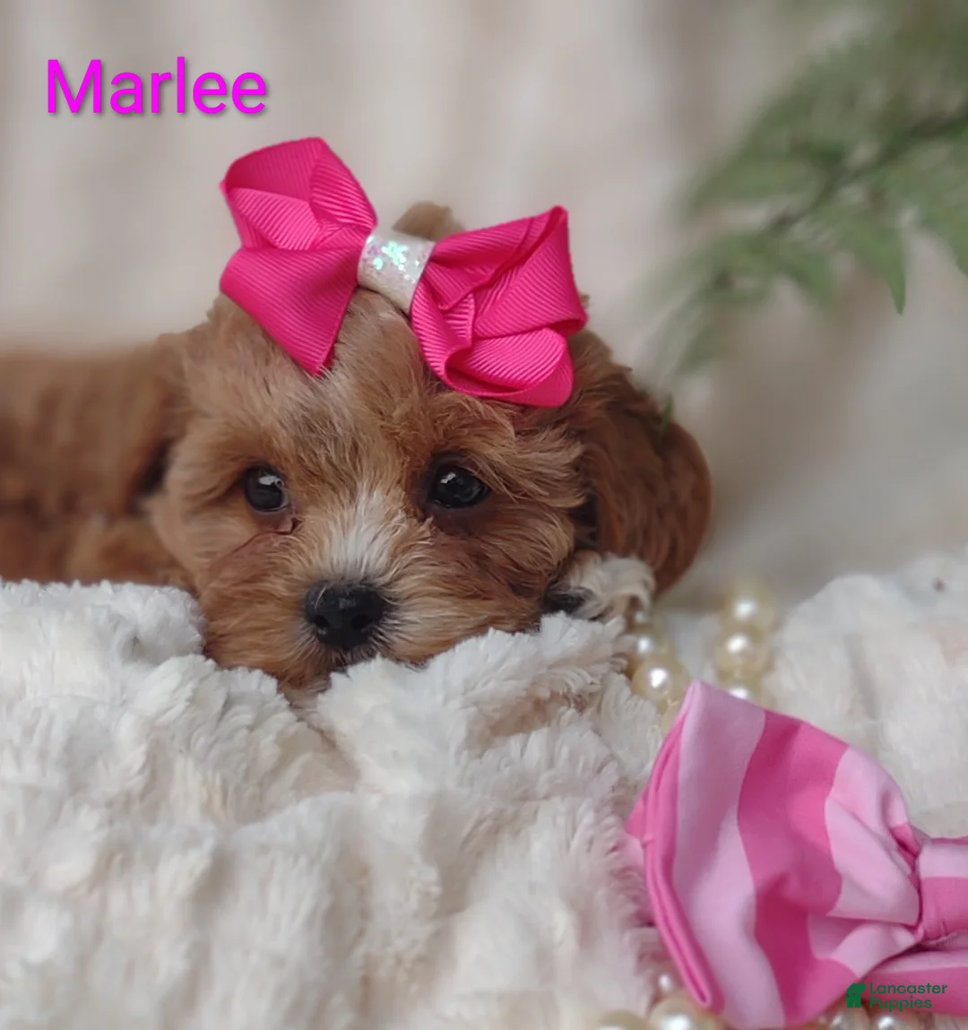 Shihpoo dogs for sale: Shihpoo Puppy 7 Marlee - Ad 1