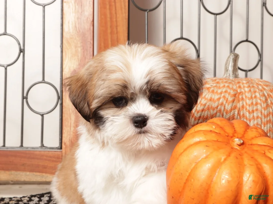 Shih Tzu dogs for sale: Boots - Spunky Shih Tzu ACA  - Ad 2