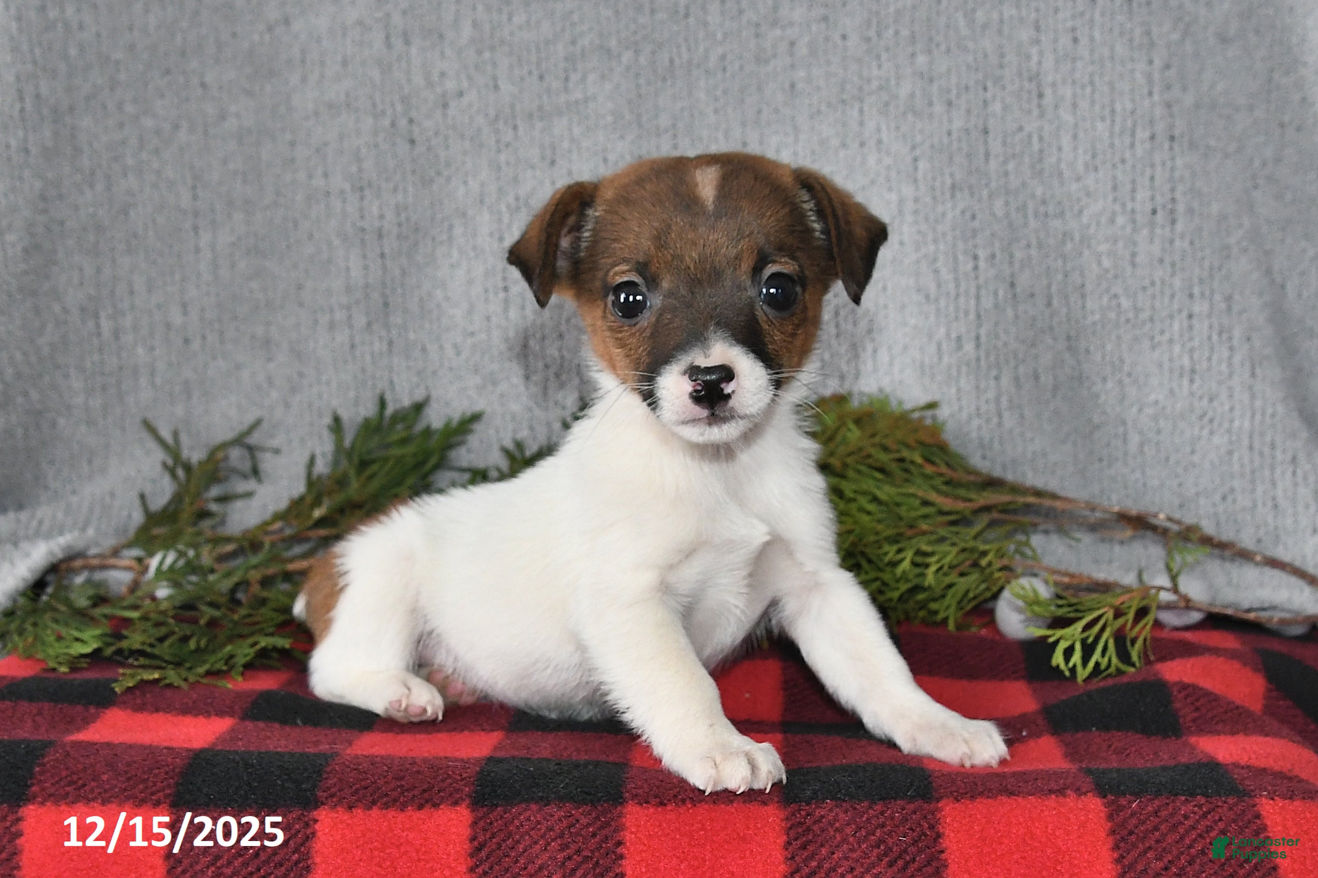 Jack Russell Terrier dogs Douglas - Ad 31