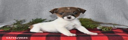 Jack Russell Terrier dogs for sale: Douglas - Ad 1