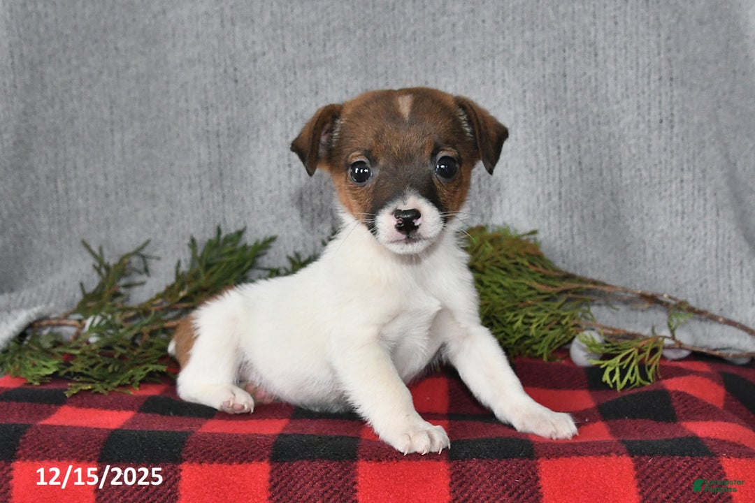Jack Russell Terrier dogs for sale: Douglas - Ad 1