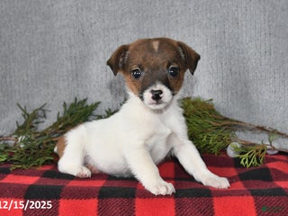 Jack Russell Terrier dogs Douglas - Ad 28