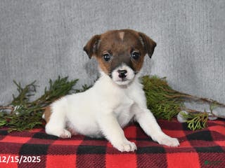 Jack Russell Terrier dogs Douglas - Ad 33
