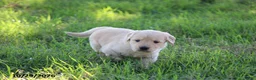 Golden Retriever dogs for sale: Boots - Ad 5