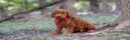 Goldendoodle dogs for sale: Dash - Ad 5