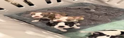 Boston Terrier dogs for sale: Canelo  - Ad 9