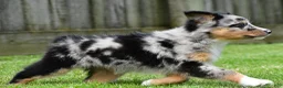 Australian Shepherd dogs for sale: Jody - Ad 14