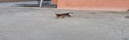German Shepherd dogs for sale: German Shepherd 3 - Ad 5