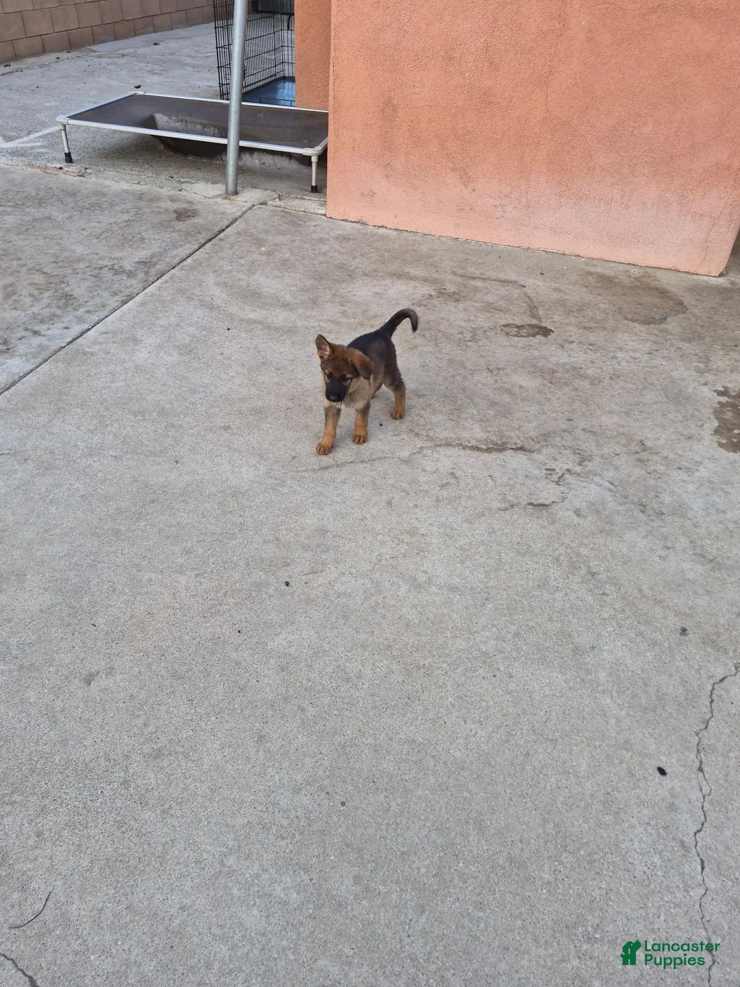 German Shepherd dogs for sale: German Shepherd 3 - Ad 5