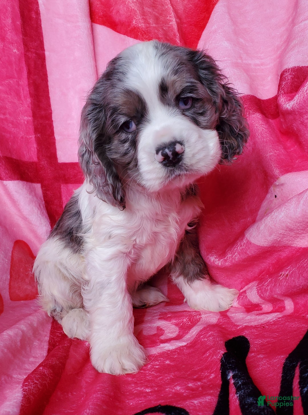 Cocker Spaniel dogs for sale: Sarge - Ad 3