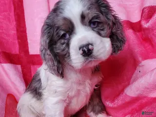 Cocker Spaniel dogs Sarge - Ad 35