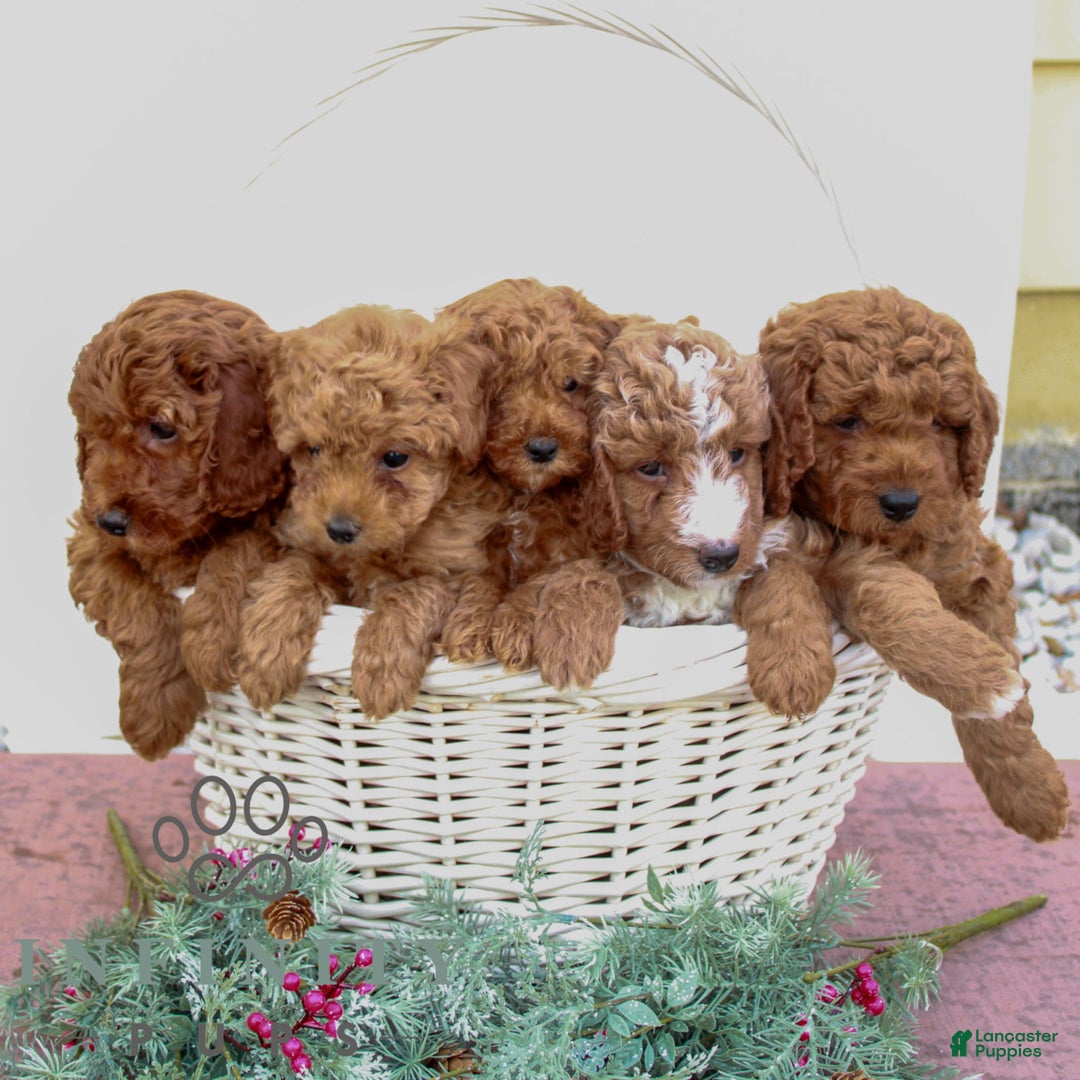 Mini Goldendoodle dogs for sale: Bailey  - Ad 4