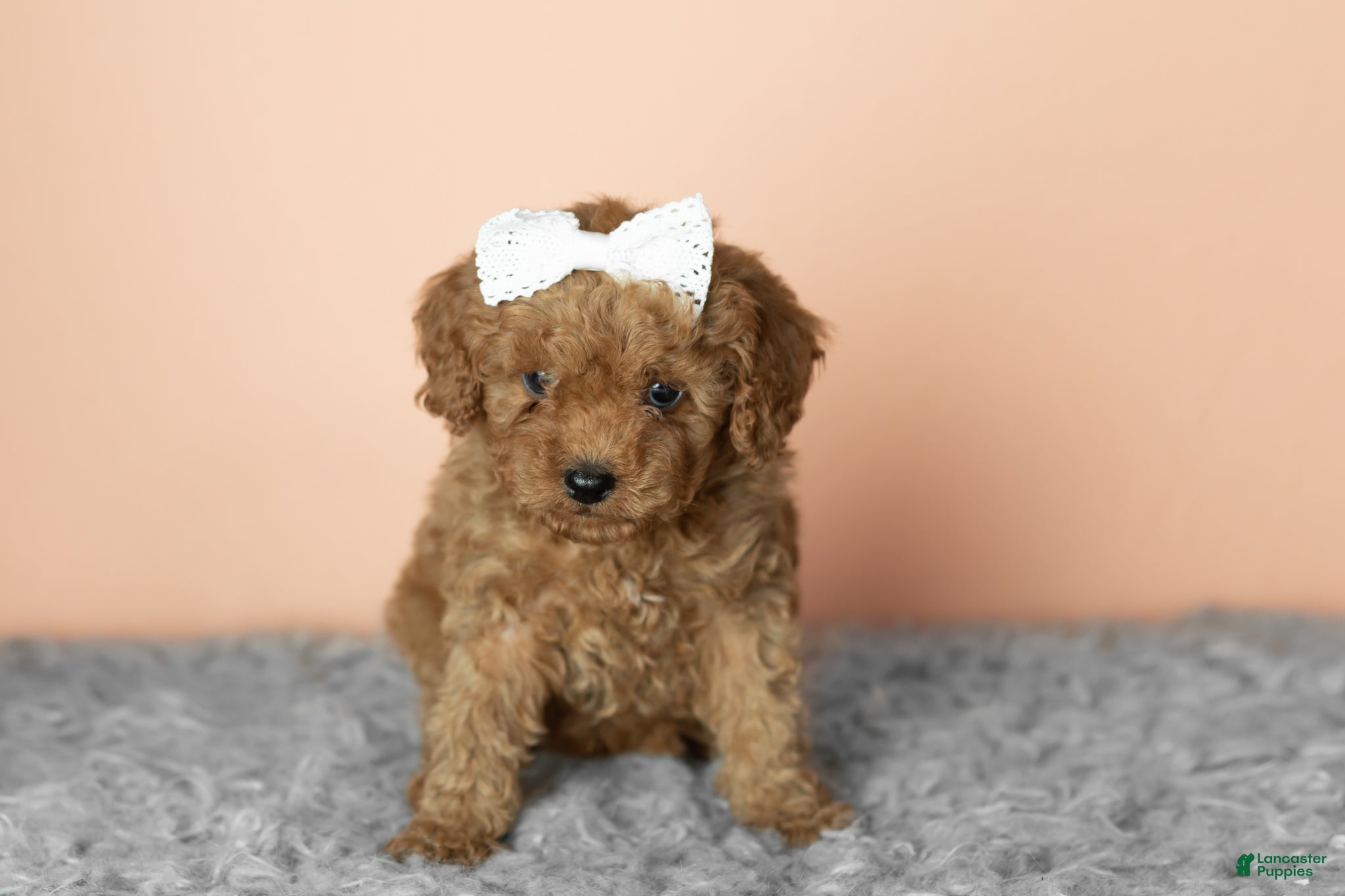 Cavapoo dogs Sallie - Ad 9