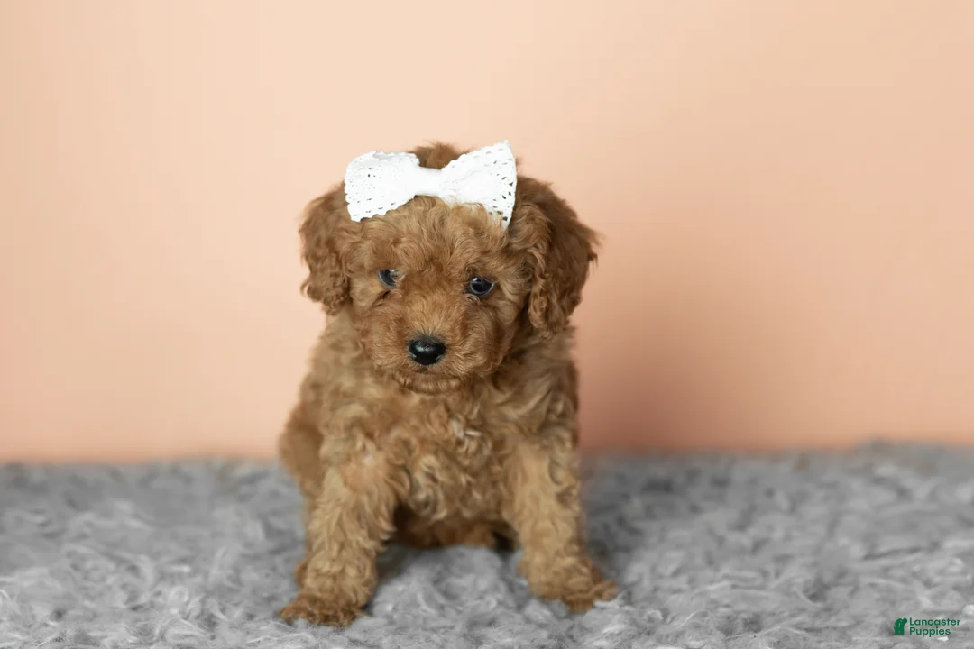 Cavapoo dogs for sale: Sallie - Ad 1