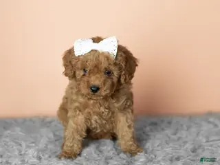 Cavapoo dogs Sallie - Ad 9