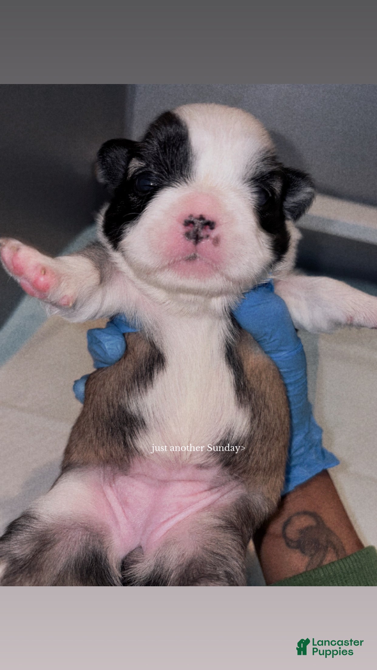 French Bulldog dogs French Bulldog Puppy 1 - Ad 33