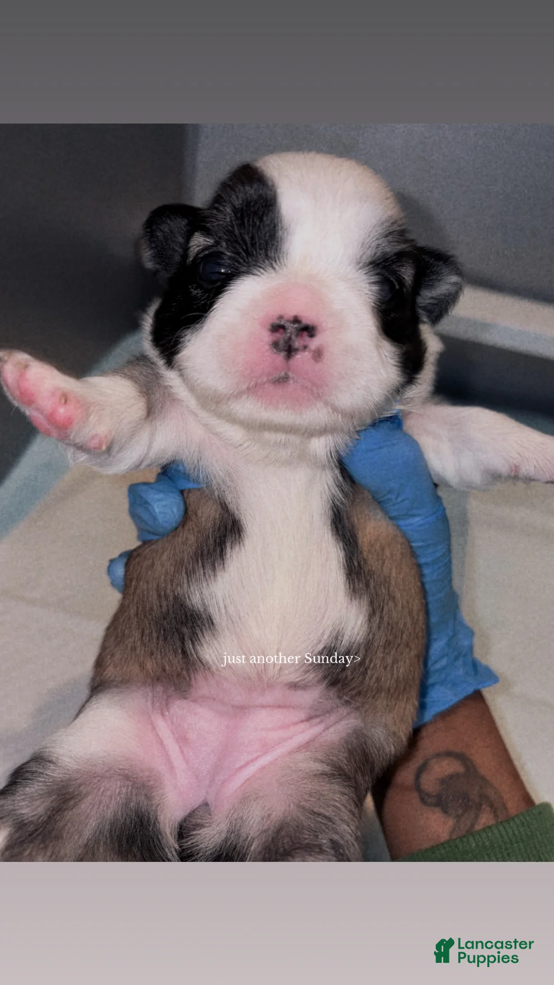 French Bulldog dogs for sale: French Bulldog Puppy 1 - Ad 1